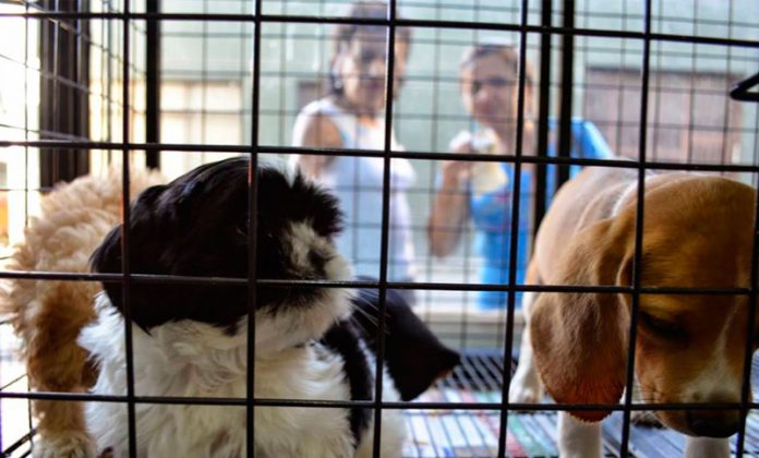 Prohibieron la venta de perros y gatos en tienda de animales en Francia - SOL 91.5