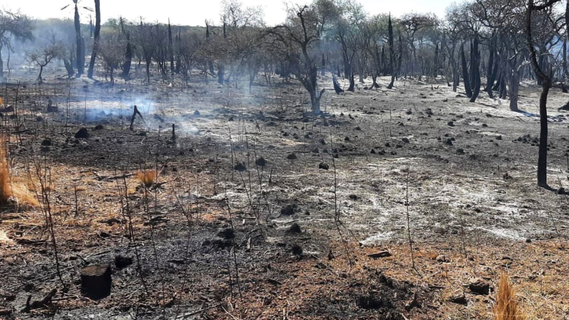 reporte oficial por los incendios en argentina segundo día sin focos